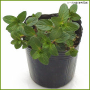 ハーブ（香草）の苗を販売