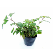 ハーブ（香草）の苗を販売