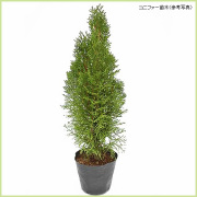 コニファー（針葉樹・常緑樹）苗木の販売店