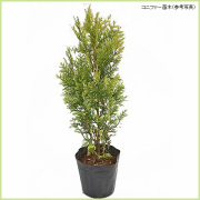 コニファー（針葉樹・常緑樹）苗木の販売店