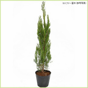 コニファー（針葉樹・常緑樹）苗木の販売店