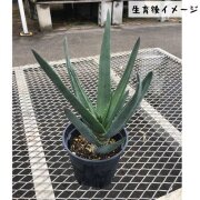 アロエ　ヘラクレス