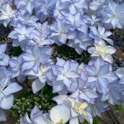 母の日ギフト アジサイ