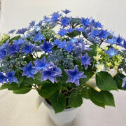 母の日ギフト アジサイ