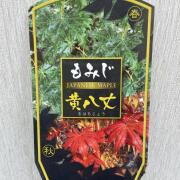 モミジの苗木　黄八丈（きはちじょう）
