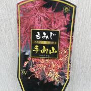 秋冬の花木販売店【花育通販】紅葉（モミジ）・金木犀