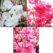 花桃　照手桃