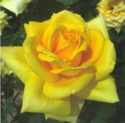 予約販売　薔薇（バラ）の苗木　サン・ガッデス　根巻苗