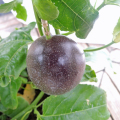 熱帯植物の販売店 花育通販 ピンクペッパー コショウボクの木 ペッパーベリー の苗を販売