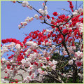 桜（サクラ）・花梅・花桃の苗木の販売店【花育通販】