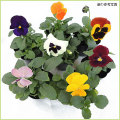 コニファーローソンヒノキ サマースノー の苗木を販売 花育通販 コニファーローソンヒノキ サマースノー の苗木を販売 花育通販