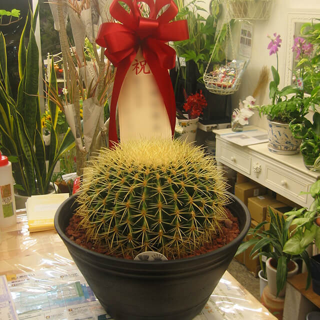 【配達無料】観葉植物 サボテン 金鯱