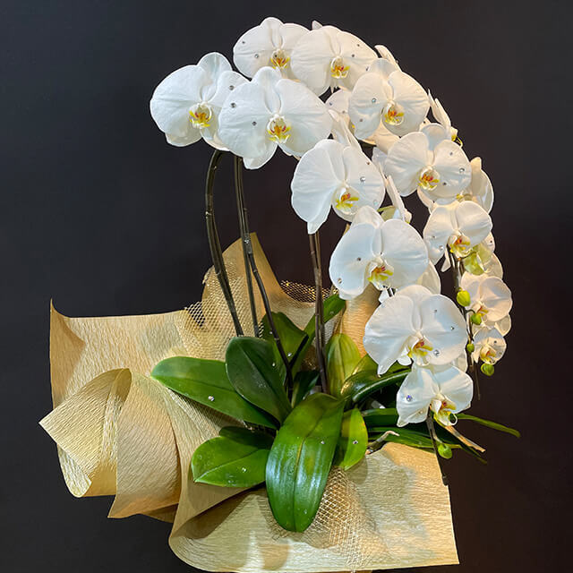 【配達無料】スワロフスキー付胡蝶蘭