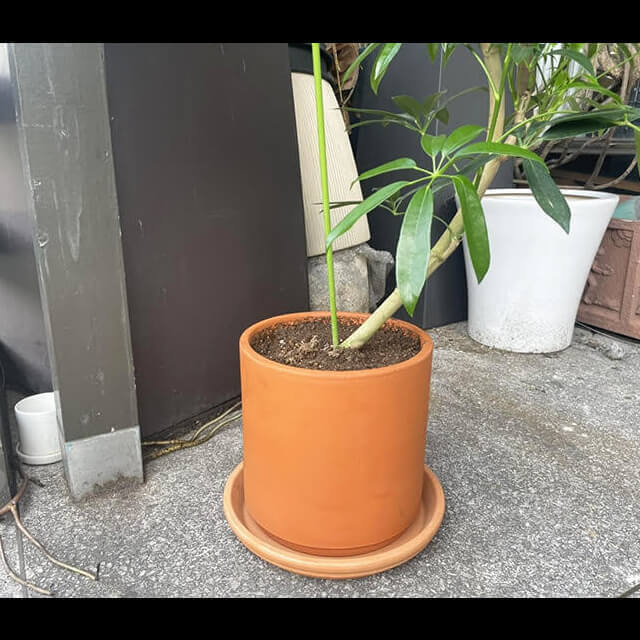 配達無料】観葉植物 シェフレラ カポック（朴曲がり・S字）