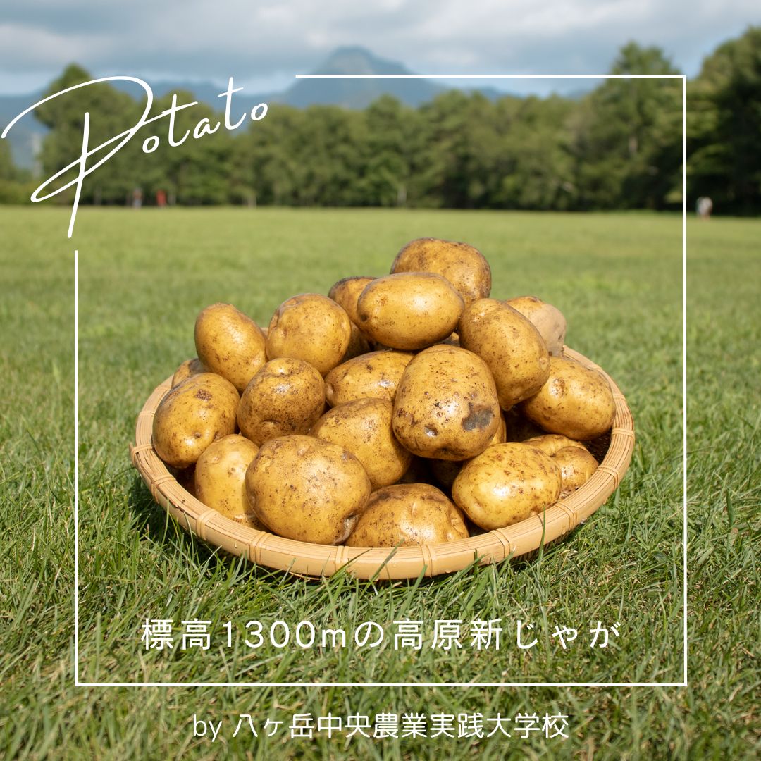 公式通販サイト】選べる標高1300mの高原新じゃが 八ヶ岳中央農業実践大学校