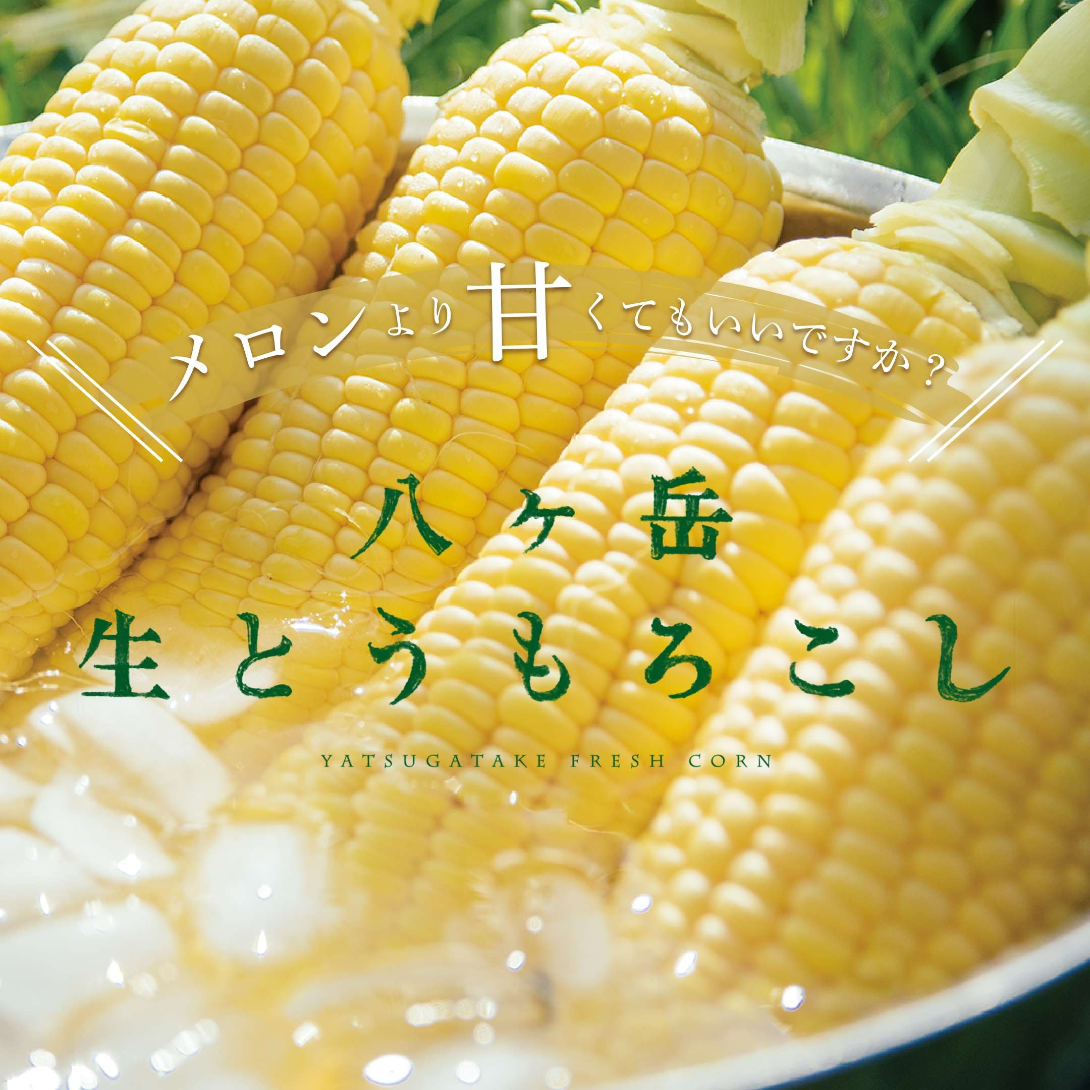 【予約受付中！！】予約販売 マツコの知らない世界で紹介された 朝採れ 元祖メロンより甘い 八ヶ岳生とうもろこし 2026