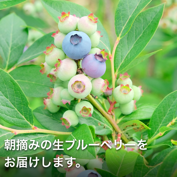 公式通販サイト】国産 朝摘み 完熟 生 ブルーベリー 800g |Berry