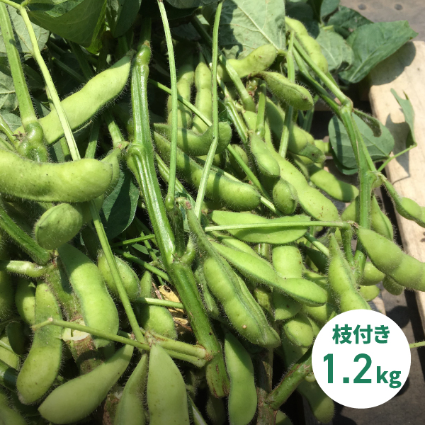 公式販売サイト 北杜市 のっぽ農園 記憶と心に残る野菜 奇跡の枝豆 湯上がり娘 枝付き 約1 2kg 期間限定 夏のお楽しみ 浴衣娘