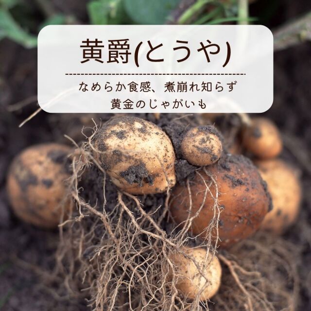 じゃがいも