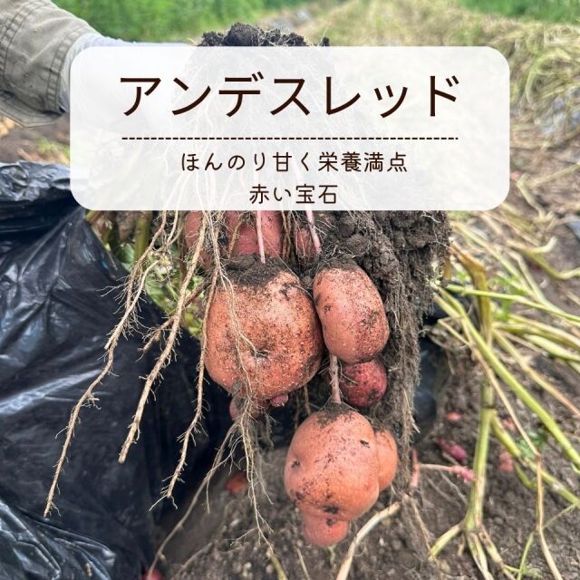 八ヶ岳高原の あまーい 新じゃがいも 5kg 2026 原村産 日達農園
