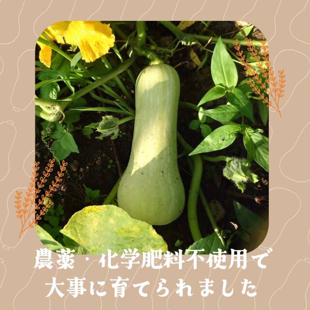 バターナッツ