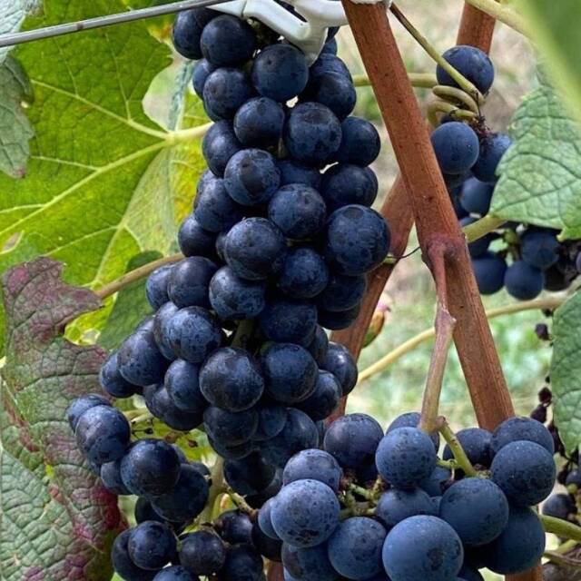 ぶどうジュース