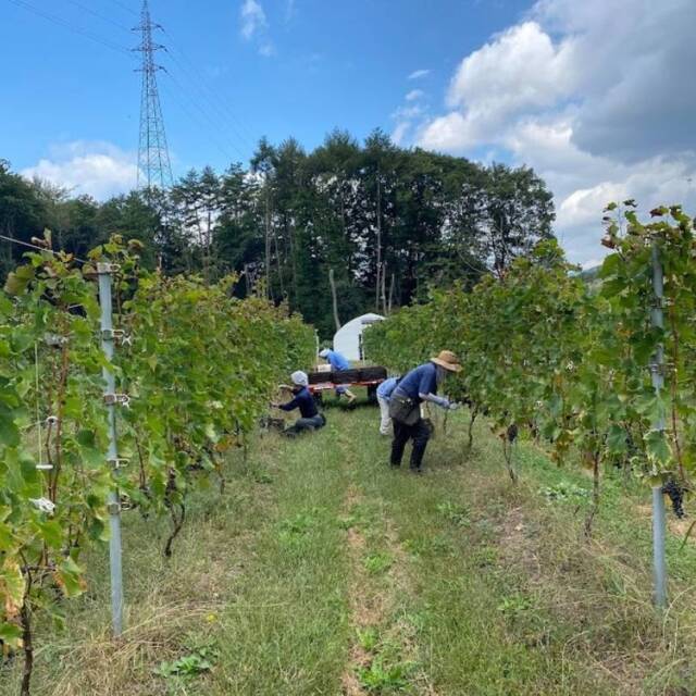 ぶどうジュース