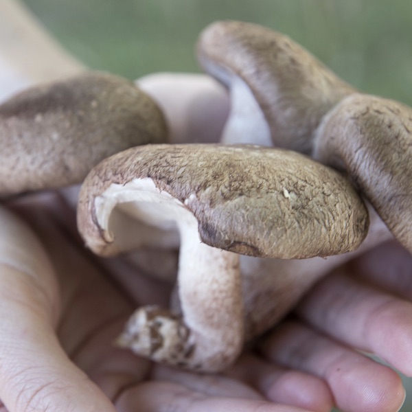 八ヶ岳の菌床 生しいたけ 訳あり1kg