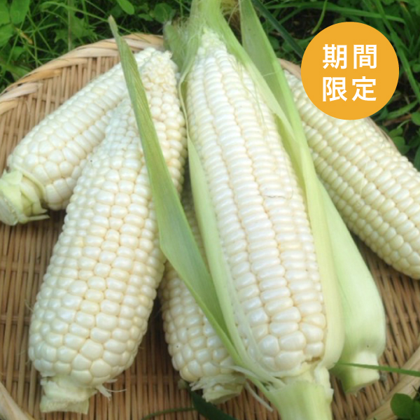 後山のピュアホワイト