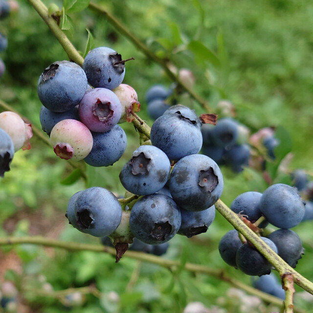 富士見町の冷凍ブルーベリー