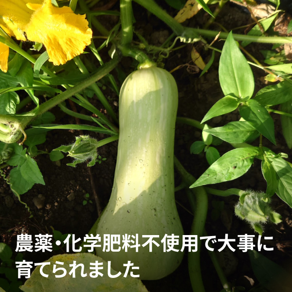 バターナッツペースト