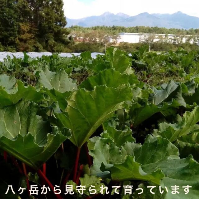 ルバーブジャム