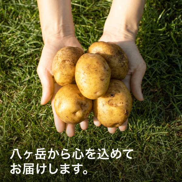 八ヶ岳中央農業実践大学校のじゃがいも