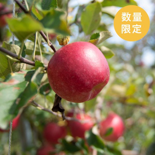 【12/5頃出荷・最終便】市場に出回らない 幻の諏訪湖りんご サンふじ 2025 笠原果樹園 3kg 化学肥料不使用 長野県減農薬認証取得