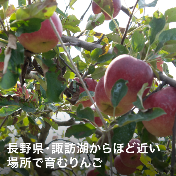 採れたての旨さ】諏訪湖りんご スマートフレッシュ サンふじ 2025 笠原