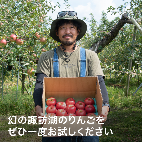採れたての旨さ】諏訪湖りんご スマートフレッシュ サンふじ 2025 笠原