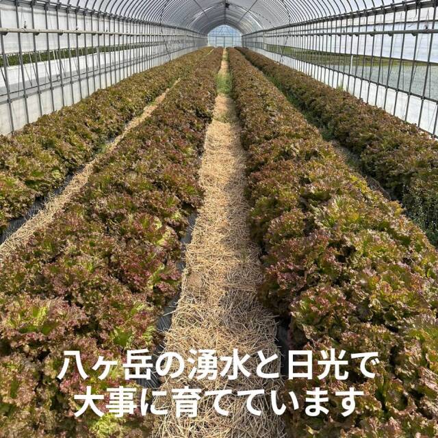 サニーレタス