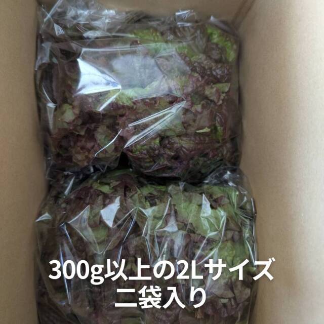 サニーレタス