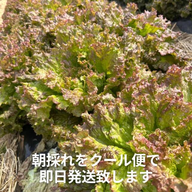 サニーレタス