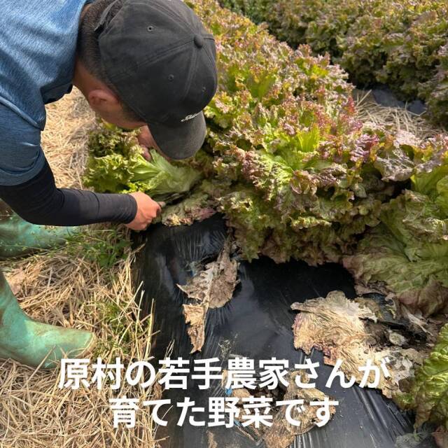 サニーレタス
