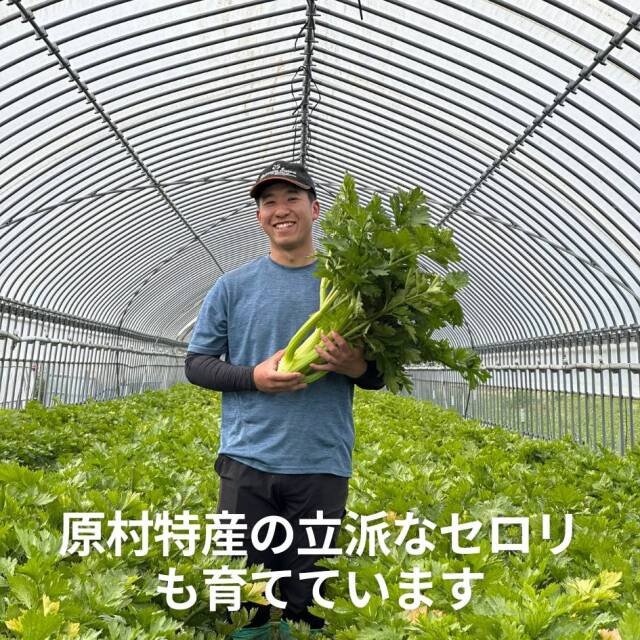 サニーレタス