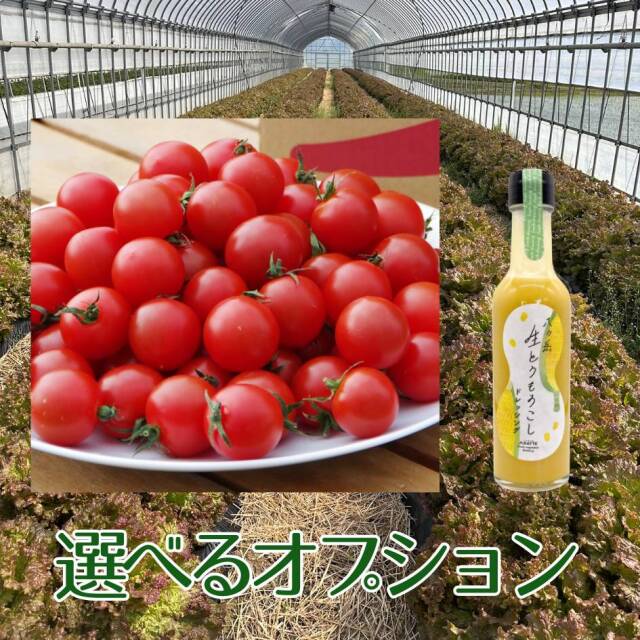 サニーレタス
