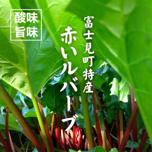 冷蔵】富士見町特産 赤いルバーブ 1kg