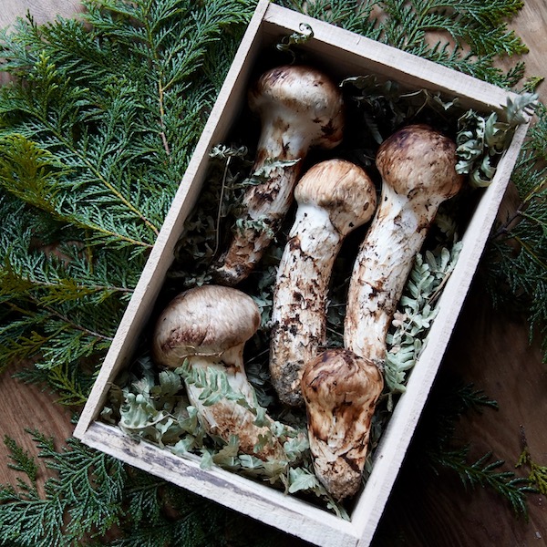 北海道　松茸　500g ③ 楽天市場】【予約商品】【9月中旬－10月上旬採れ次第発送】松茸