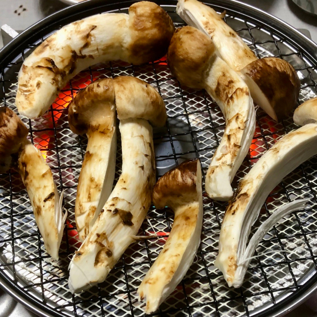 信州木曽産　松茸440グラム　最終日予定 南信州☆長野県産本日10月29日採れたて松茸546グラム8本 -送料