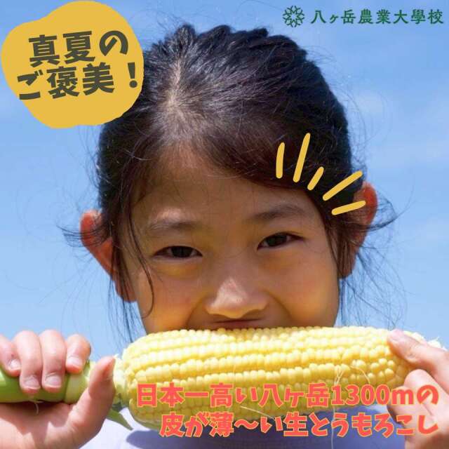 送料込】八ヶ岳農業大学校 真夏のごほうび 高原の生とうもろこし2025 5