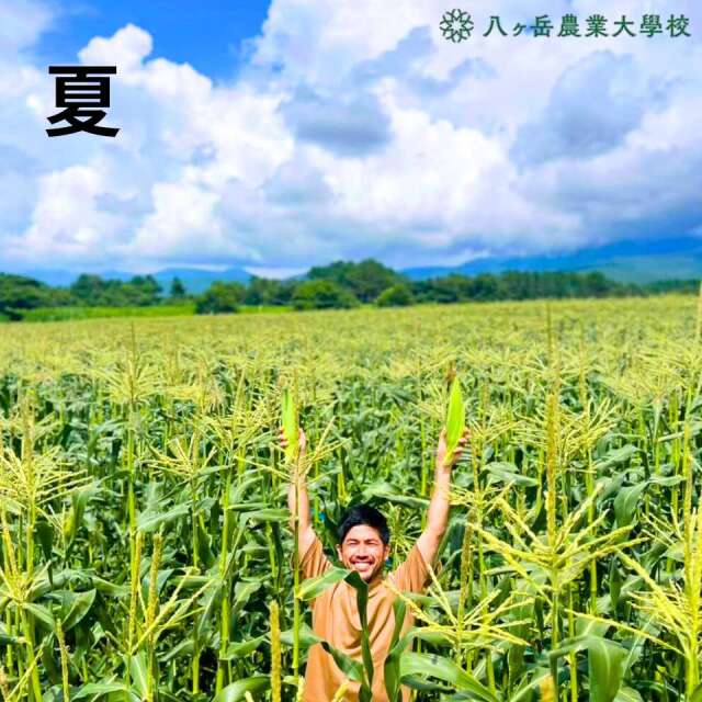 送料込】八ヶ岳農業大学校 真夏のごほうび 高原の生とうもろこし2025 5