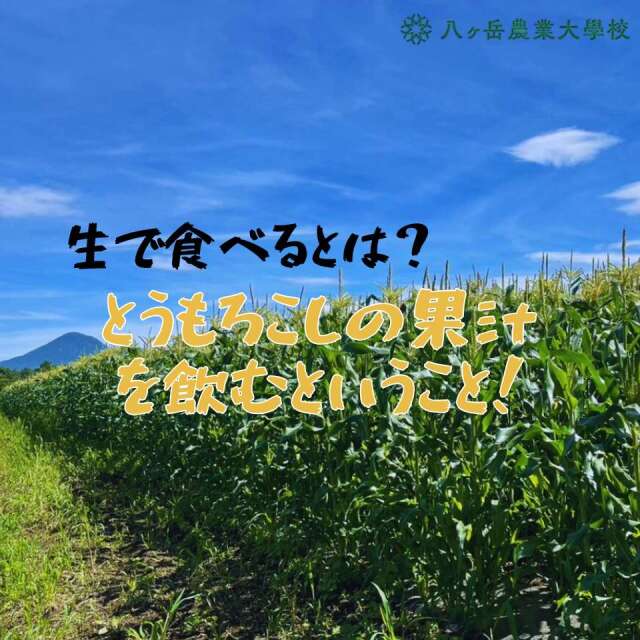 八農もろこし
