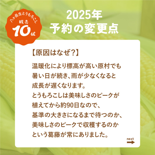 八ヶ岳生とうもろこし2025