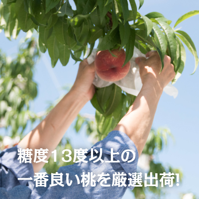 通販サイト】山梨の桃 2026年 朝採れ 桃源郷 韮崎市 新府 ピーチ お